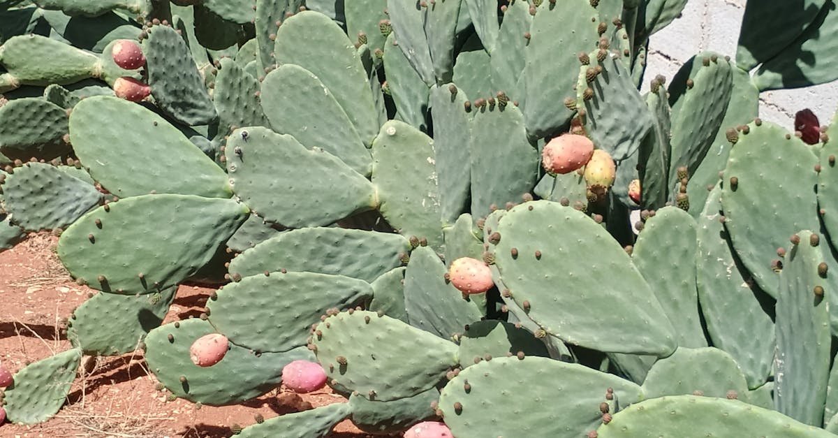 découvrez le phénomène de la fraude alimentaire, ses impacts sur la santé et l'économie, ainsi que les moyens de la détecter et de la prévenir. informez-vous sur les pratiques douteuses qui menacent la qualité de notre alimentation.